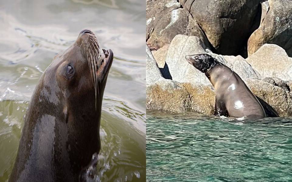 Lobo marino atrapado en una red de pesca causa alarma en playas sonorenses:  VIDEO - El Sol de Hermosillo | Noticias Locales, Policiacas, sobre México,  Sonora y el Mundo