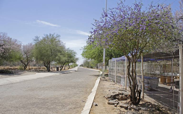 El árbol de guayacán, belleza sonorense de la que todos hablan - El Sol de  Hermosillo | Noticias Locales, Policiacas, sobre México, Sonora y el Mundo