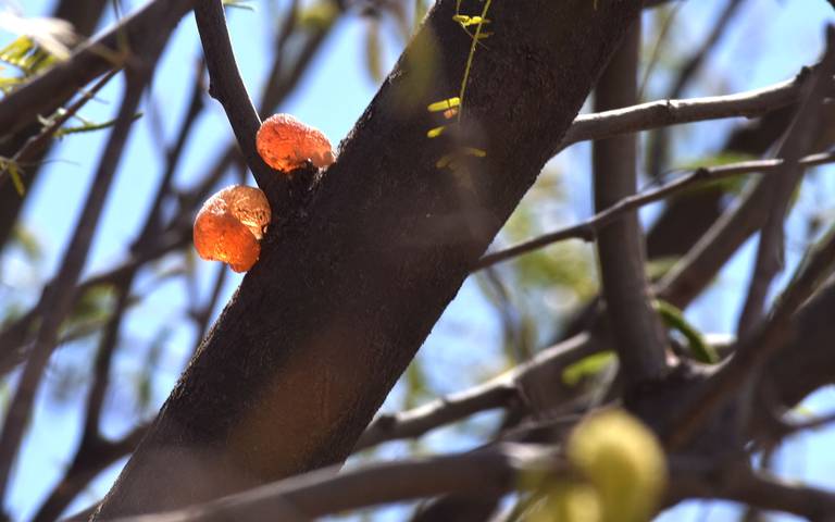 Presumo Sonora - ¡Es tiempo de diccionario sonorense! Chúcata Dulce  chicloso que brota del árbol de mezquite, sacadientes de tan pegajoso;  también significa ofensa, injuria. Ej. El niño anda todo chucatoso por