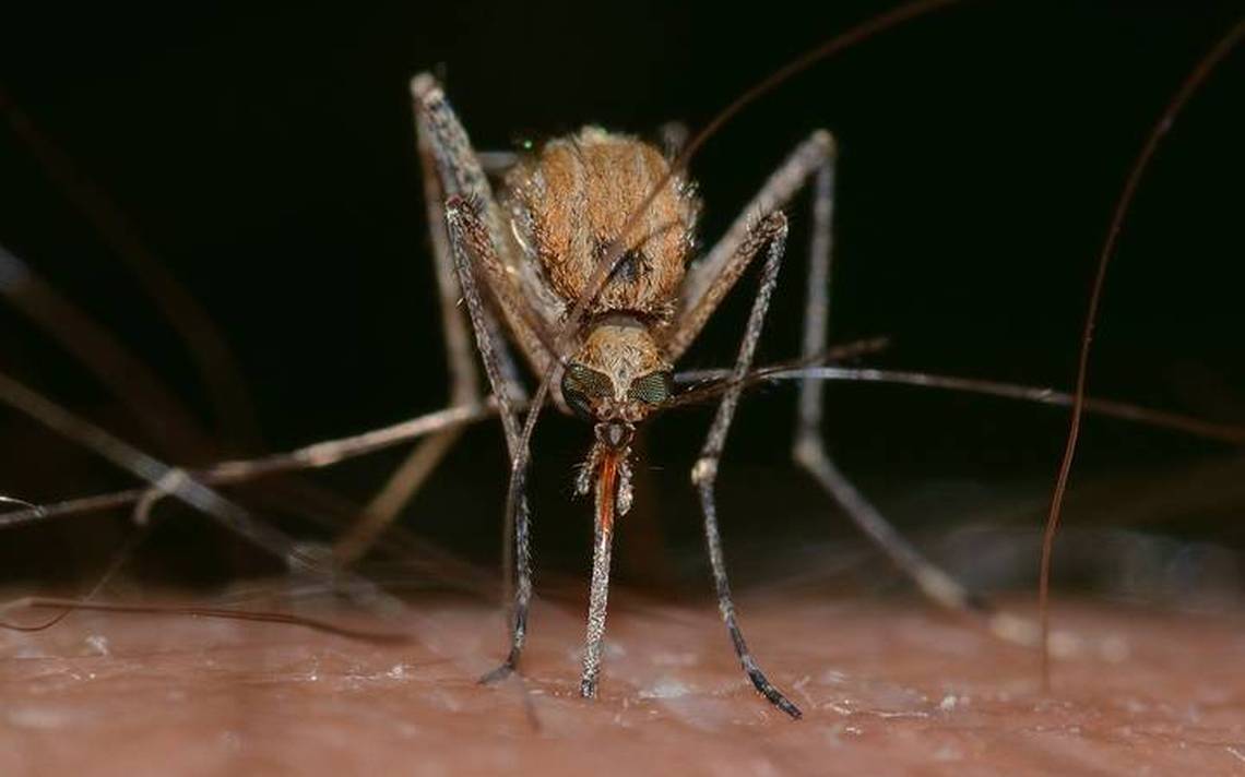 Contagios de dengue en su punto más alto en toda la historia