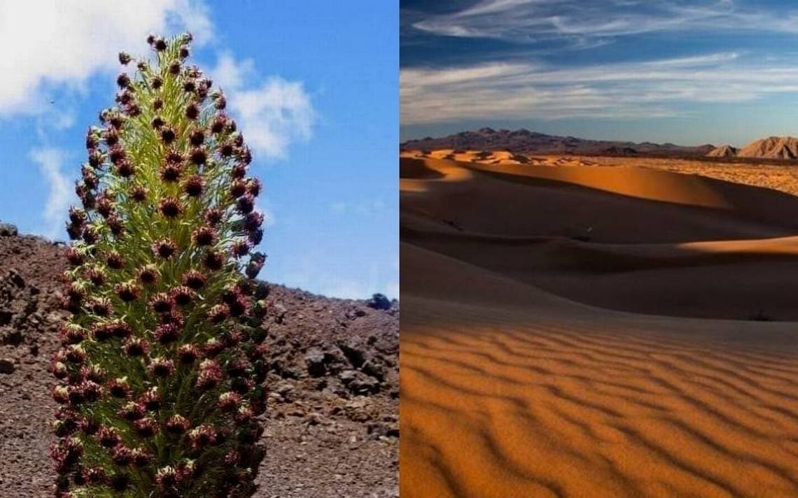 La flor de la paciencia: la lección de la naturaleza que florece en Sonora  - El Sol de Hermosillo | Noticias Locales, Policiacas, sobre México, Sonora  y el Mundo