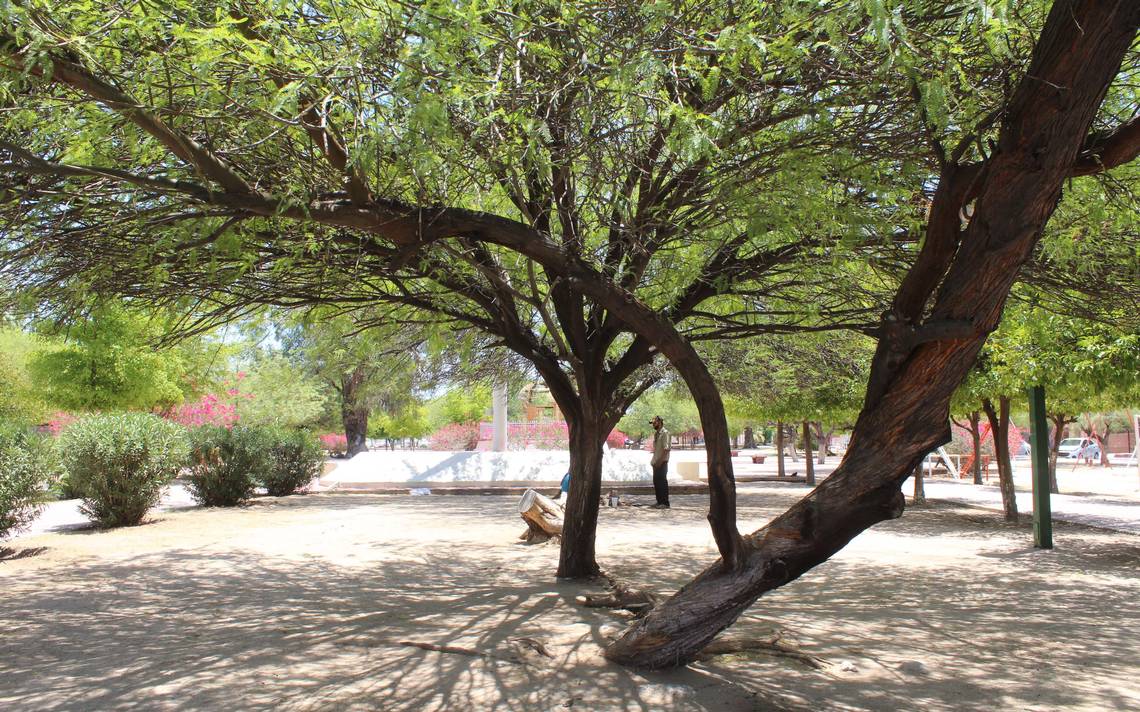 hermosillo arboles plantas ecosistema verde jardinería - El Sol de  Hermosillo | Noticias Locales, Policiacas, sobre México, Sonora y el Mundo