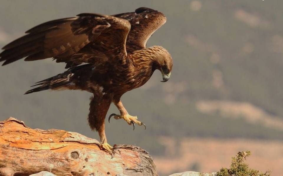 Protege Centro Ecológico de Sonora a un Águila Real - El Sol de Hermosillo  | Noticias Locales, Policiacas, sobre México, Sonora y el Mundo