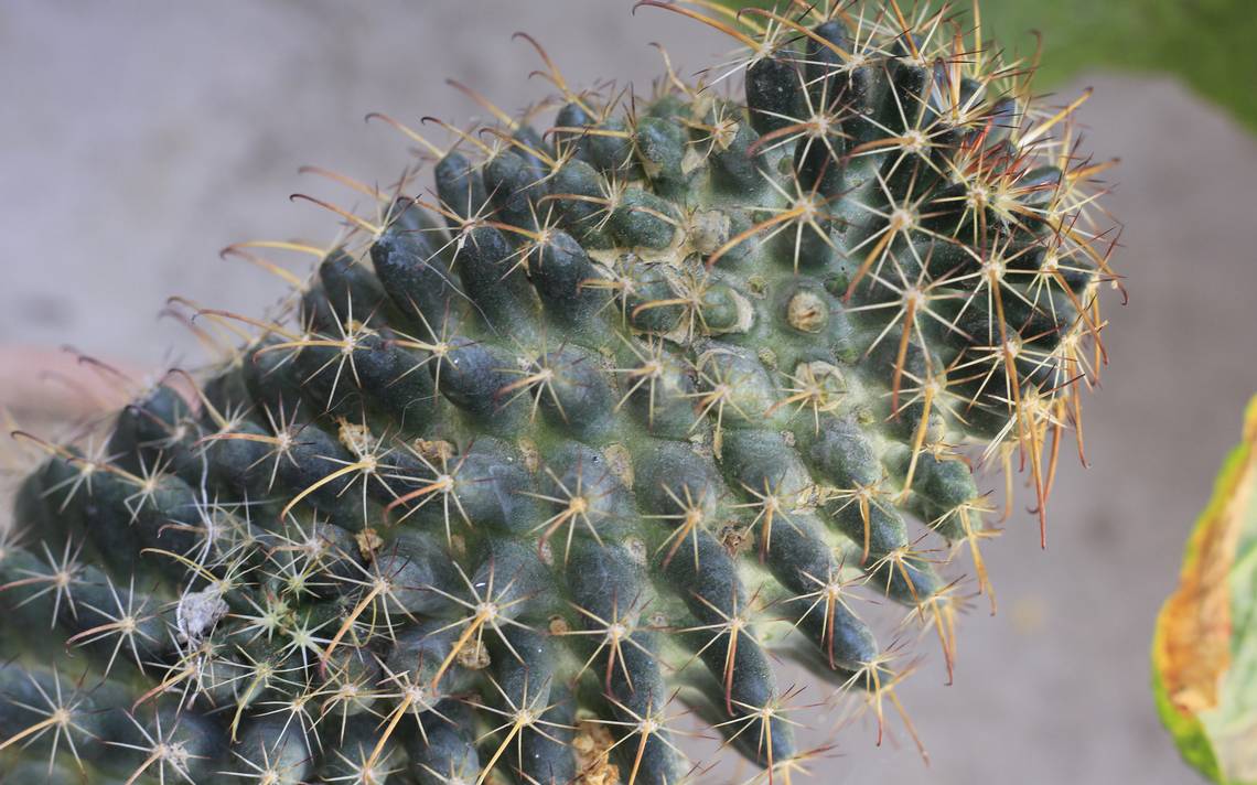 El cactus más grande del mundo está en Tamaulipas - El Sol de Tampico