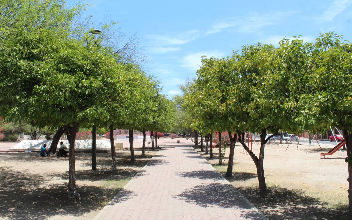 Estas son las mejores imágenes para celebrar el Día del Árbol - El Sol de  Hermosillo | Noticias Locales, Policiacas, sobre México, Sonora y el Mundo