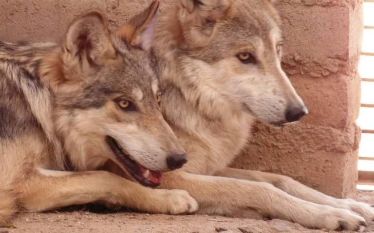 Hermosillo lobo gris mexicano animales centro ecologico peligro de  extincion ciudad de mexio cuarentena ejemplar habitat natural crias - El  Sol de Hermosillo | Noticias Locales, Policiacas, sobre México, Sonora y el  Mundo