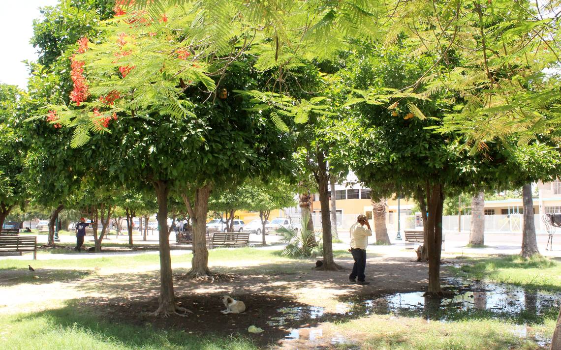 Invita Cultura Verde a sumarse al reto 1001 árboles reforestacion hermosillo  - El Sol de Hermosillo | Noticias Locales, Policiacas, sobre México, Sonora  y el Mundo