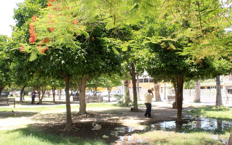 luis mario rivera partido verde 72 municipios de sonora tala de árboles  zonas urbanas medioambiente fotosintesis congreso - El Sol de Hermosillo |  Noticias Locales, Policiacas, sobre México, Sonora y el Mundo