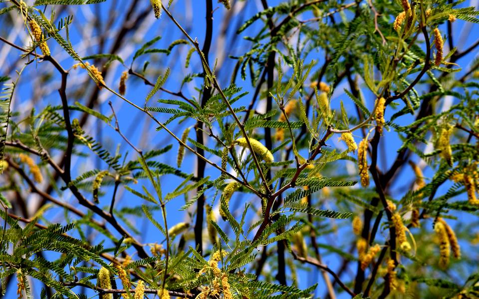 Presumo Sonora - ¡Es tiempo de diccionario sonorense! Chúcata Dulce  chicloso que brota del árbol de mezquite, sacadientes de tan pegajoso;  también significa ofensa, injuria. Ej. El niño anda todo chucatoso por