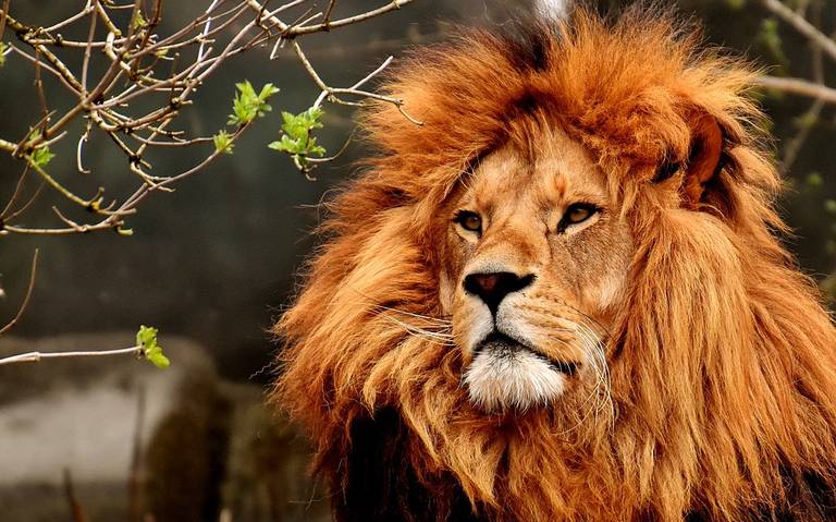 Peculiar estilo de melena de un león sorprende a visitantes de un zoológico  - El Sol de Hermosillo | Noticias Locales, Policiacas, sobre México, Sonora  y el Mundo