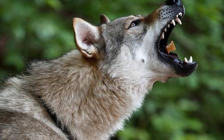 Lobo camina por calles de Ciudad Obregón; lo rescatan y sorprende a  vecinos: FOTOS - El Sol de Hermosillo | Noticias Locales, Policiacas, sobre  México, Sonora y el Mundo