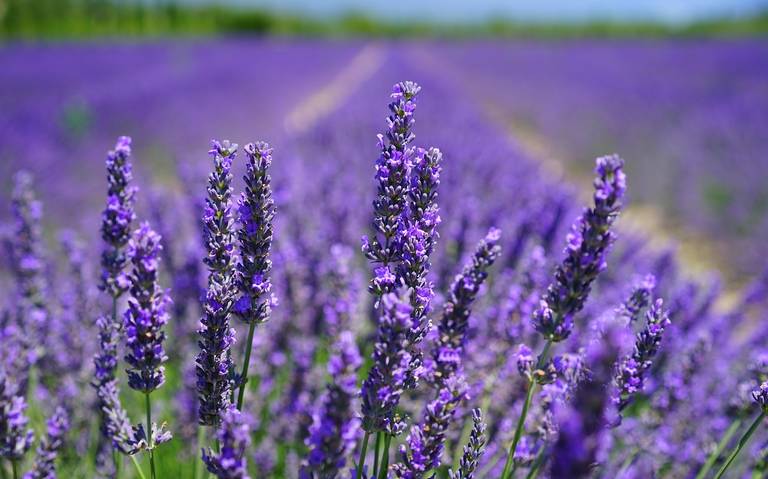 Lavanda: ¿cuáles son sus beneficios y cómo se puede utilizar? - El Sol de  Hermosillo | Noticias Locales, Policiacas, sobre México, Sonora y el Mundo