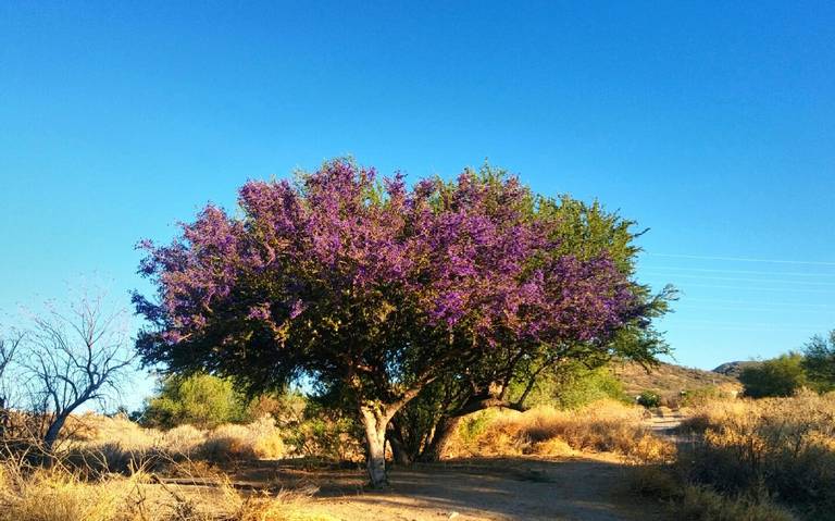 En peligro de extinción, más de 50 especies de flora nativa sonorense - El  Sol de Hermosillo | Noticias Locales, Policiacas, sobre México, Sonora y el  Mundo