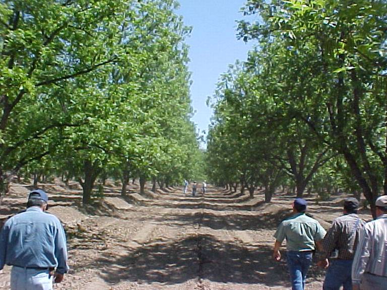 Innovación agrícola: erradicar plaga en árboles de nogal sin pesticidas -  El Sol de Hermosillo | Noticias Locales, Policiacas, sobre México, Sonora y  el Mundo