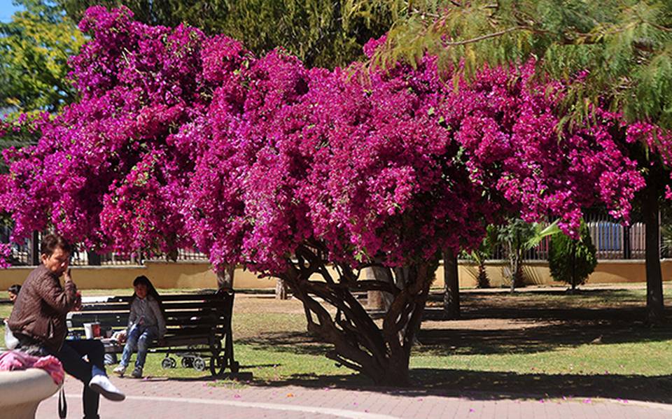 Bugambilias del Parque Madero lucen todo su esplendor - El Sol de  Hermosillo | Noticias Locales, Policiacas, sobre México, Sonora y el Mundo