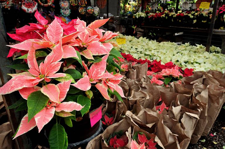 Consejos que deberías conocer para cuidar las flores de nochebuena - El Sol  de Hermosillo | Noticias Locales, Policiacas, sobre México, Sonora y el  Mundo