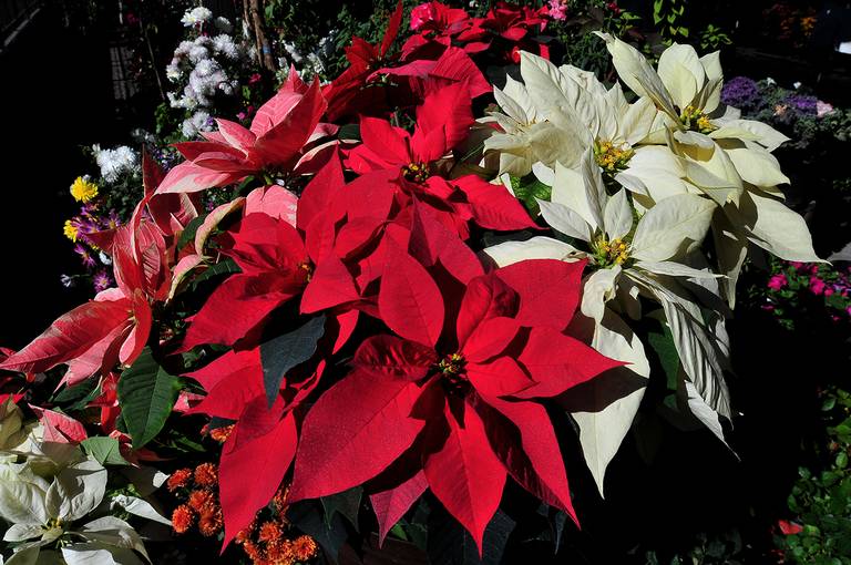 Consejos que deberías conocer para cuidar las flores de nochebuena - El Sol  de Hermosillo | Noticias Locales, Policiacas, sobre México, Sonora y el  Mundo