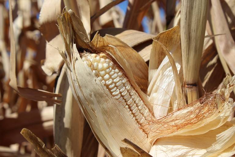 Escasez de maíz afecta la elaboración de tamales de elote en Hermosillo -  El Sol de Hermosillo | Noticias Locales, Policiacas, sobre México, Sonora y  el Mundo