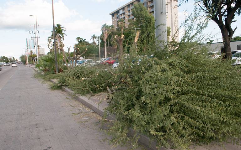 Tiene Hermosillo 60% en déficit de forestación - El Sol de Hermosillo |  Noticias Locales, Policiacas, sobre México, Sonora y el Mundo