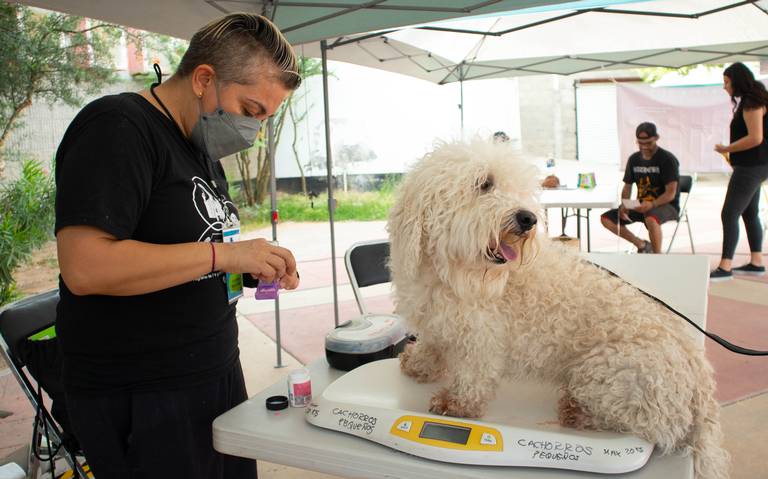 Perros y gatos se benefician con jornada de salud en el Sahuaro - El Sol de  Hermosillo | Noticias Locales, Policiacas, sobre México, Sonora y el Mundo