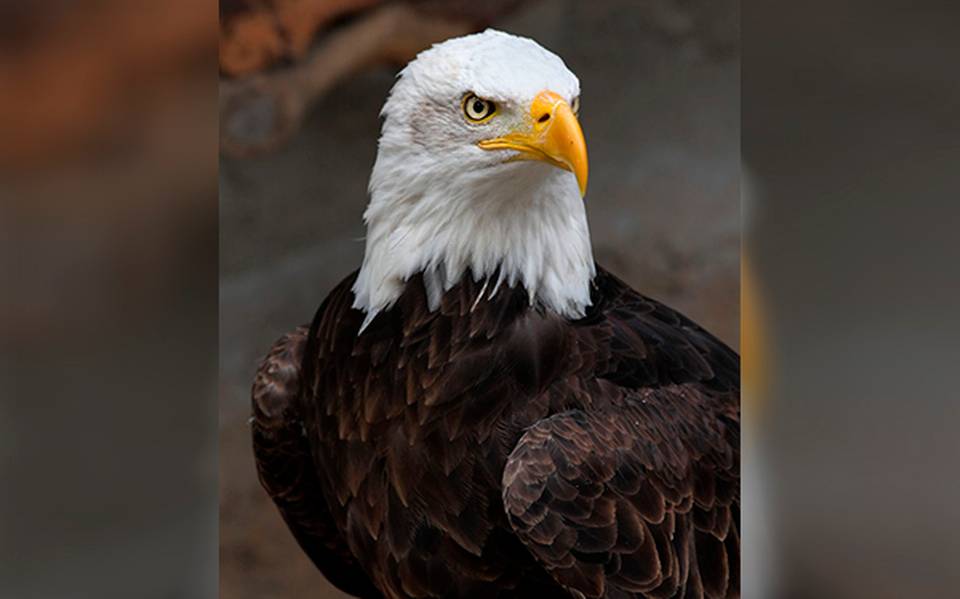 Confirma Cedes la presencia de águila calva - El Sol de Hermosillo |  Noticias Locales, Policiacas, sobre México, Sonora y el Mundo