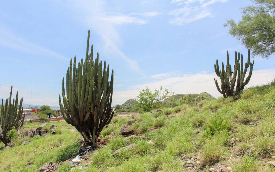 Vivero de Hermosillo regresará y producirá plantas nativas de Sonora - El  Sol de Hermosillo | Noticias Locales, Policiacas, sobre México, Sonora y el  Mundo