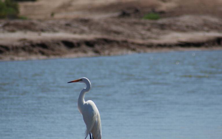 Salina de Lobos, el santuario ideal para aves y otras especies en Sonora -  El Sol de Hermosillo | Noticias Locales, Policiacas, sobre México, Sonora y  el Mundo