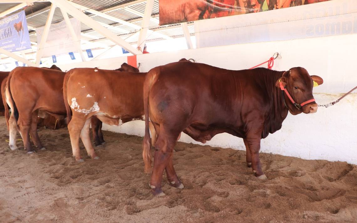 ¡Buenas noticias! Operativos en ranchos reducen la inseguridad en el campo